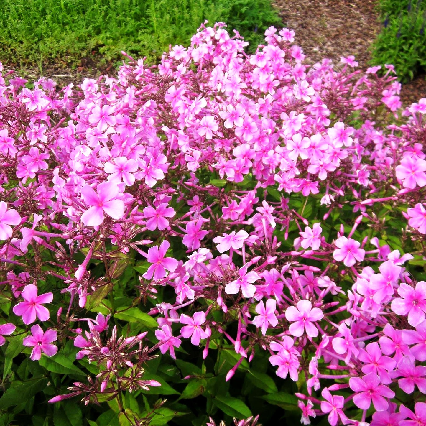 Großblättrige Flammenblume 'Christine' (Phlox paniculata)