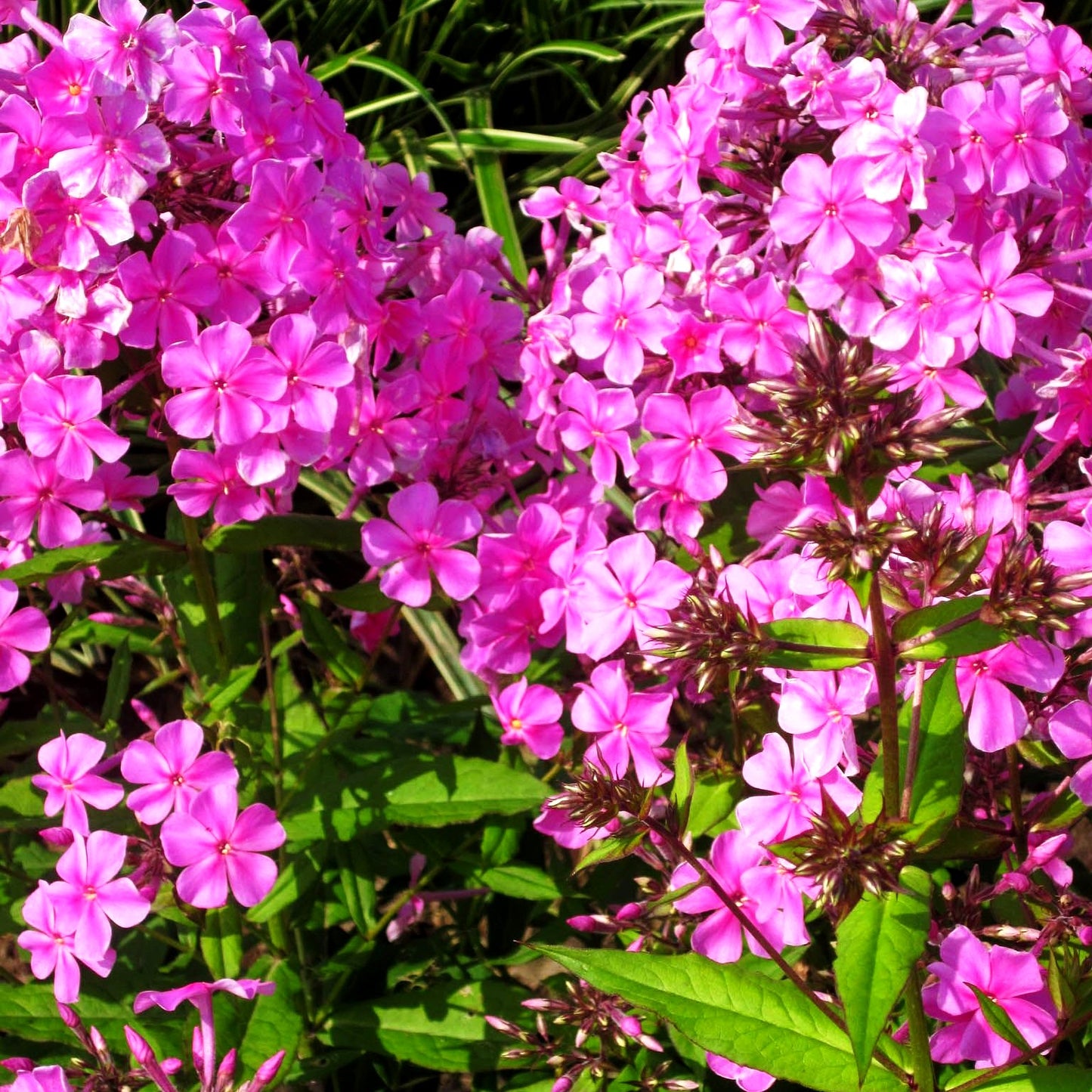 Großblättrige Flammenblume 'Christine' (Phlox paniculata)