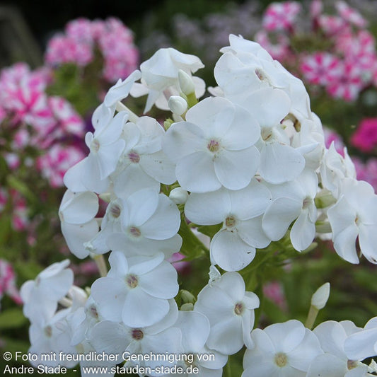 Großblättrige Flammenblume 'David' (Phlox paniculata)