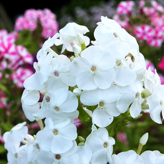Großblättrige Flammenblume 'David' (Phlox paniculata)
