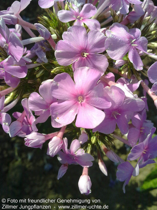 Großblättrige Flammenblume 'Kleiner Augenstern' (Phlox paniculata)