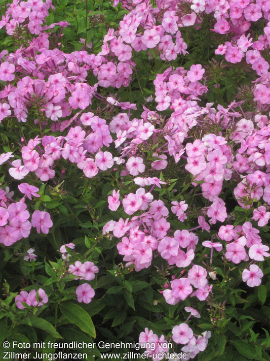 Großblättrige Flammenblume 'Minnehaha' (Phlox paniculata)