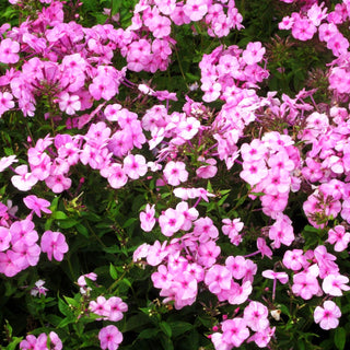 Großblättrige Flammenblume 'Minnehaha' (Phlox paniculata)