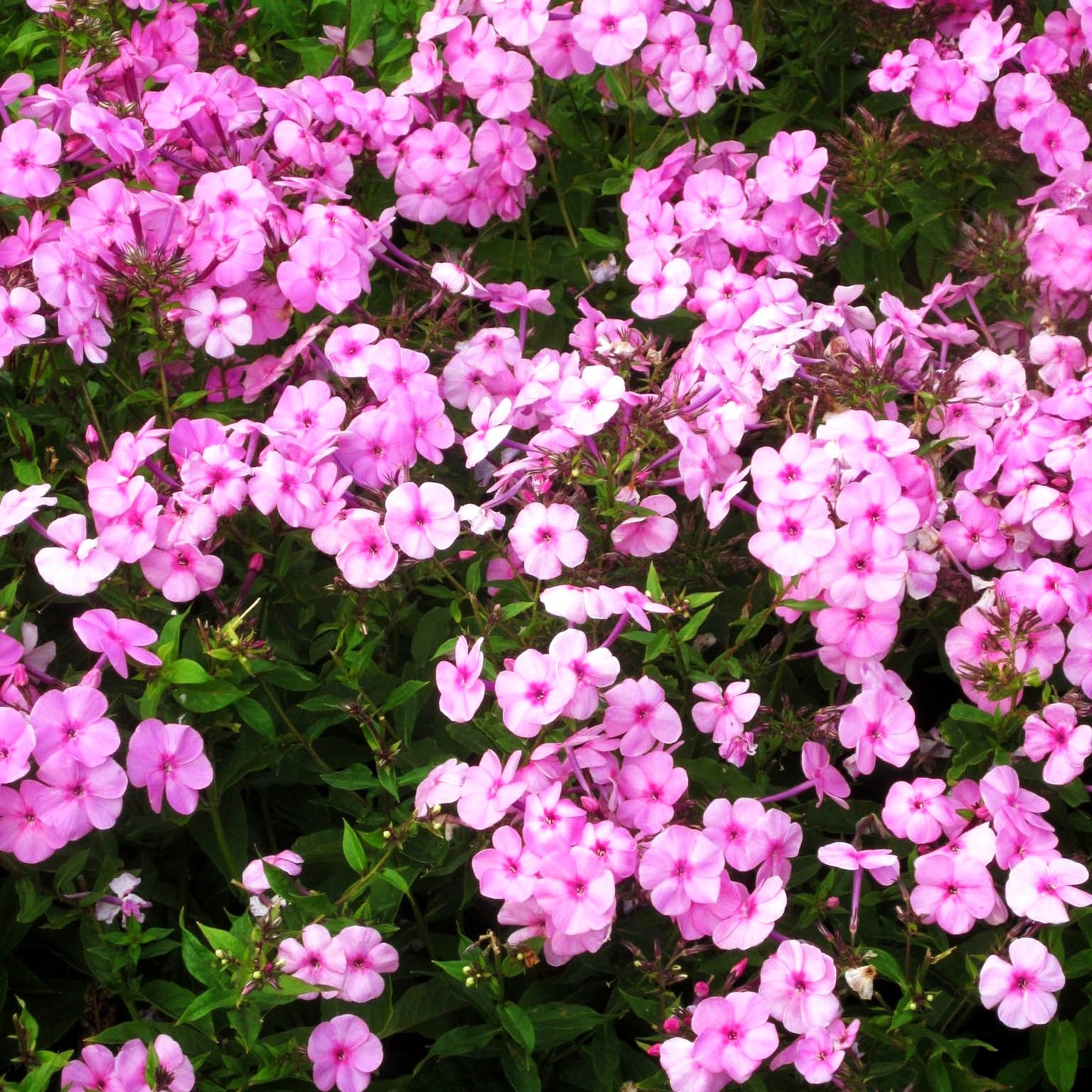 Großblättrige Flammenblume 'Minnehaha' (Phlox paniculata)