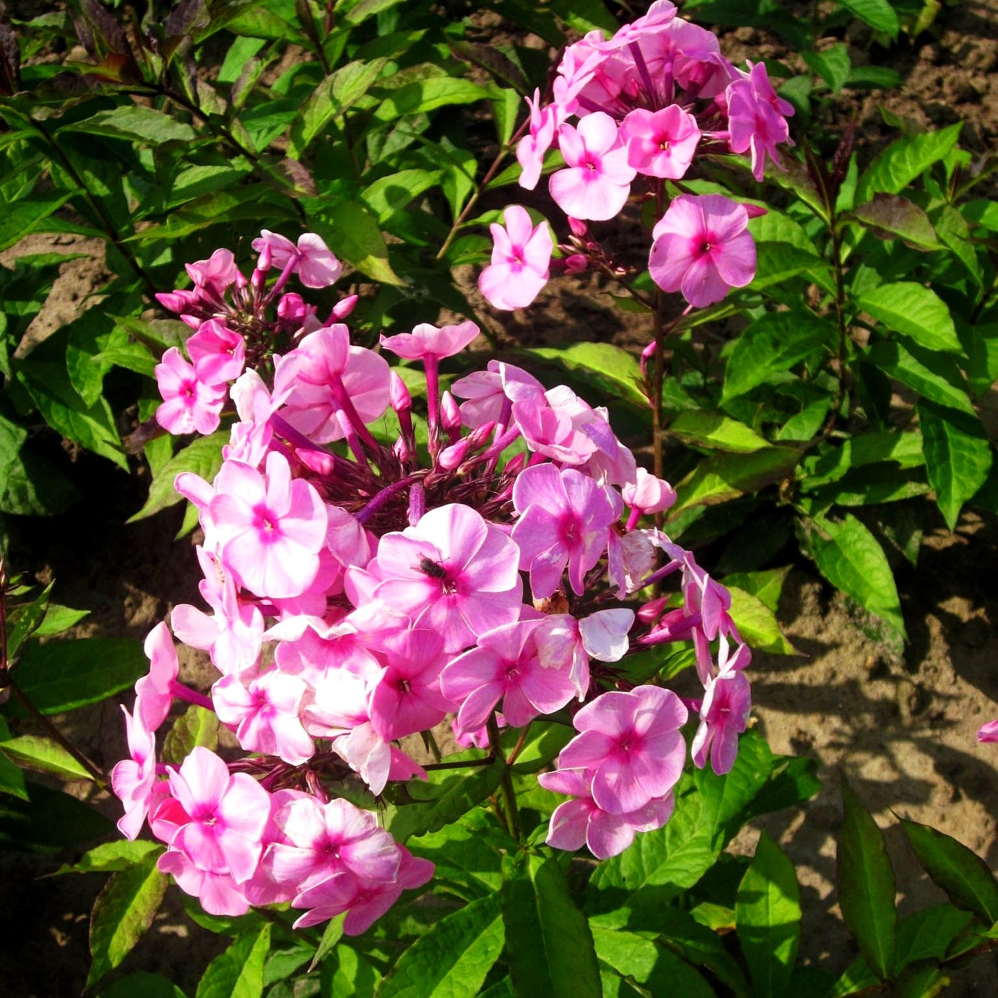 Großblättrige Flammenblume 'Minnehaha' (Phlox paniculata)