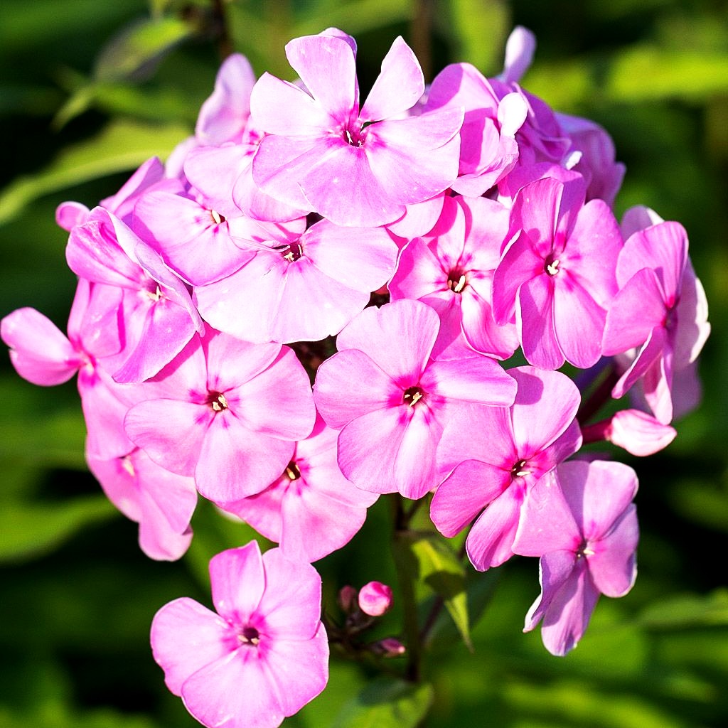 Großblättrige Flammenblume 'Minnehaha' (Phlox paniculata)
