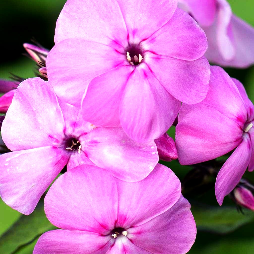 Großblättrige Flammenblume 'Minnehaha' (Phlox paniculata)