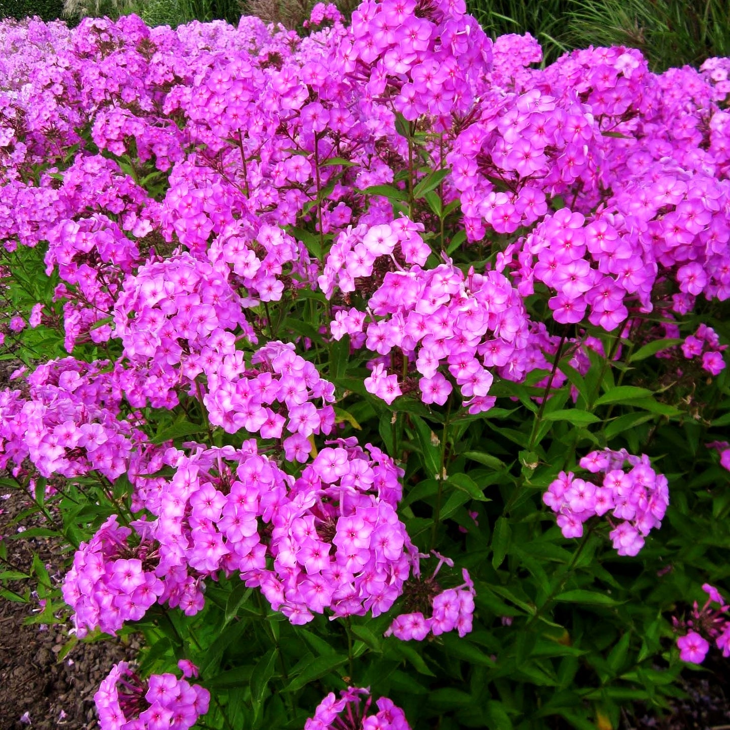 Großblättrige Flammenblume 'Pink Lady' (Phlox paniculata)
