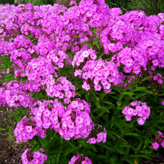 Großblättrige Flammenblume 'Pink Lady' (Phlox paniculata)