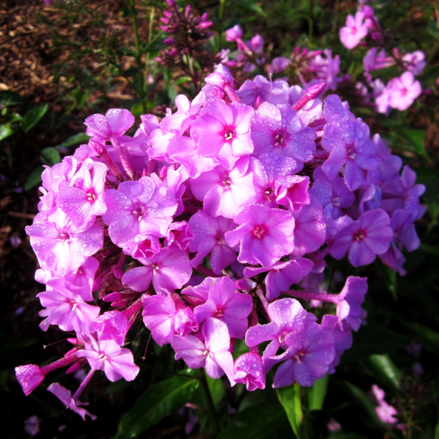 Großblättrige Flammenblume 'Pink Lady' (Phlox paniculata)