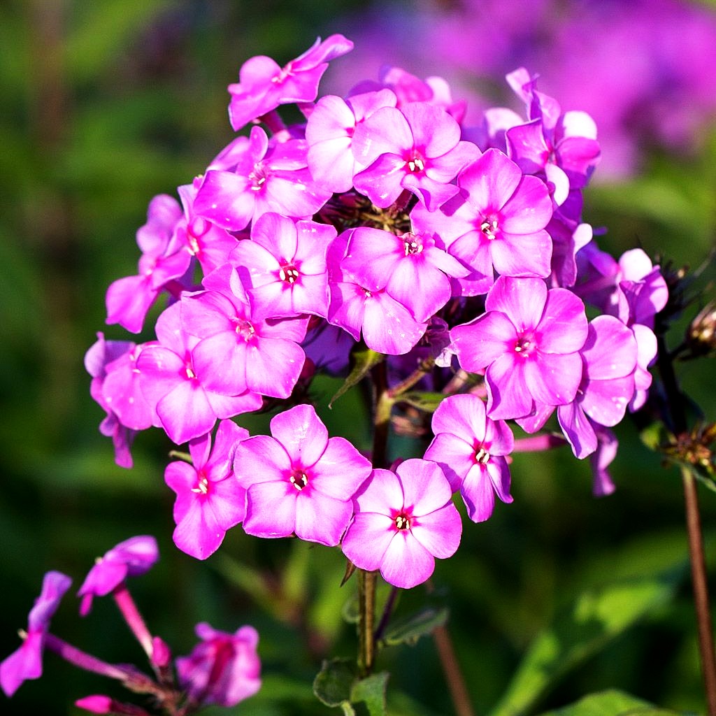 Großblättrige Flammenblume 'Pink Lady' (Phlox paniculata)