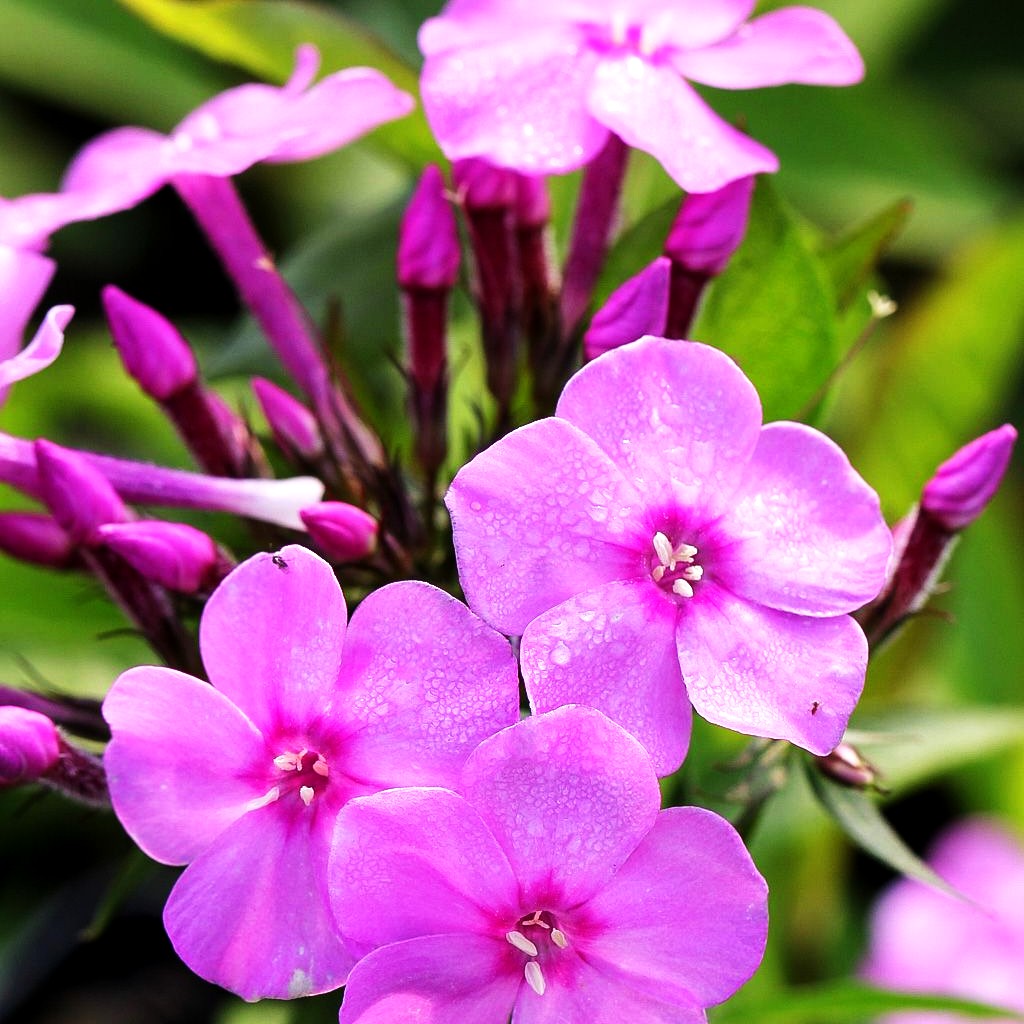 Großblättrige Flammenblume 'Pink Lady' (Phlox paniculata)