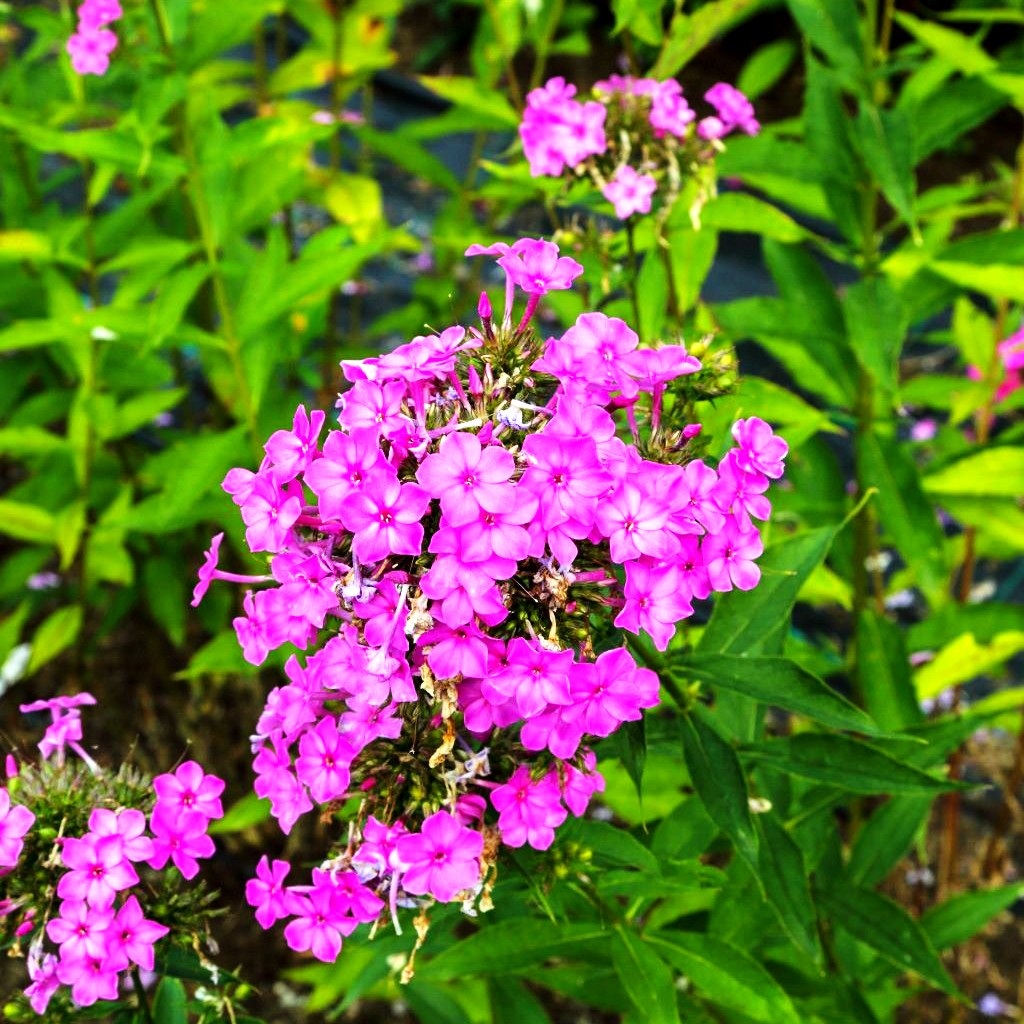 Großblättrige Flammenblume 'Pink Lady' (Phlox paniculata)