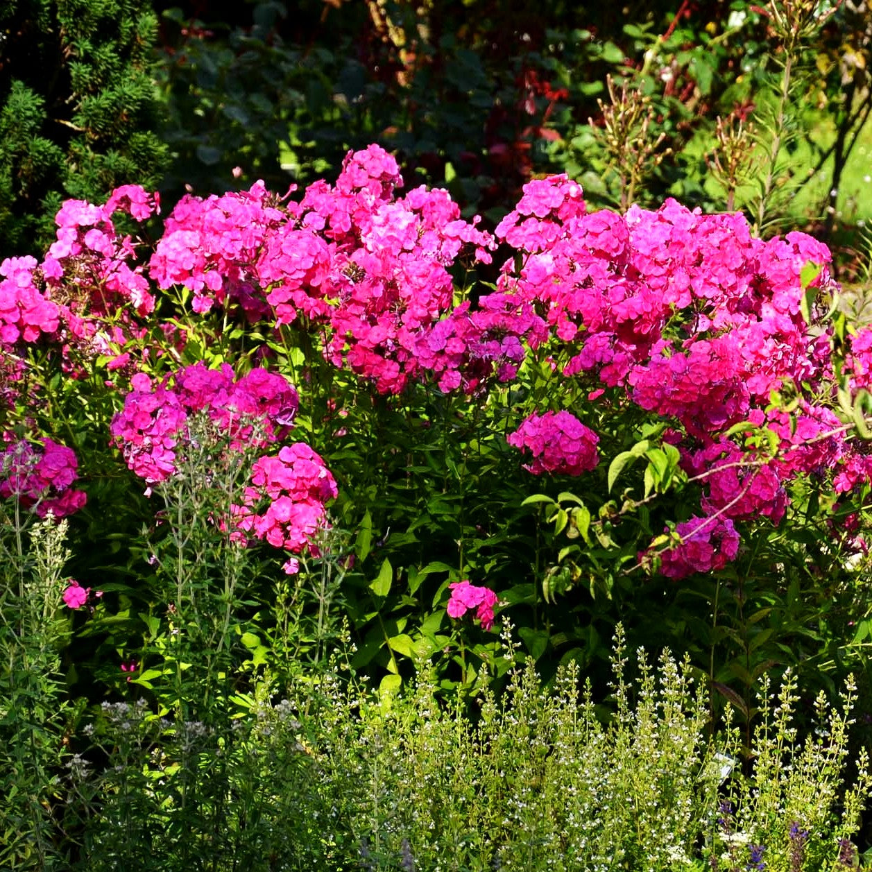 Großblättrige Flammenblume 'Tecumseh' (Phlox paniculata)