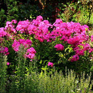 Großblättrige Flammenblume 'Tecumseh' (Phlox paniculata)