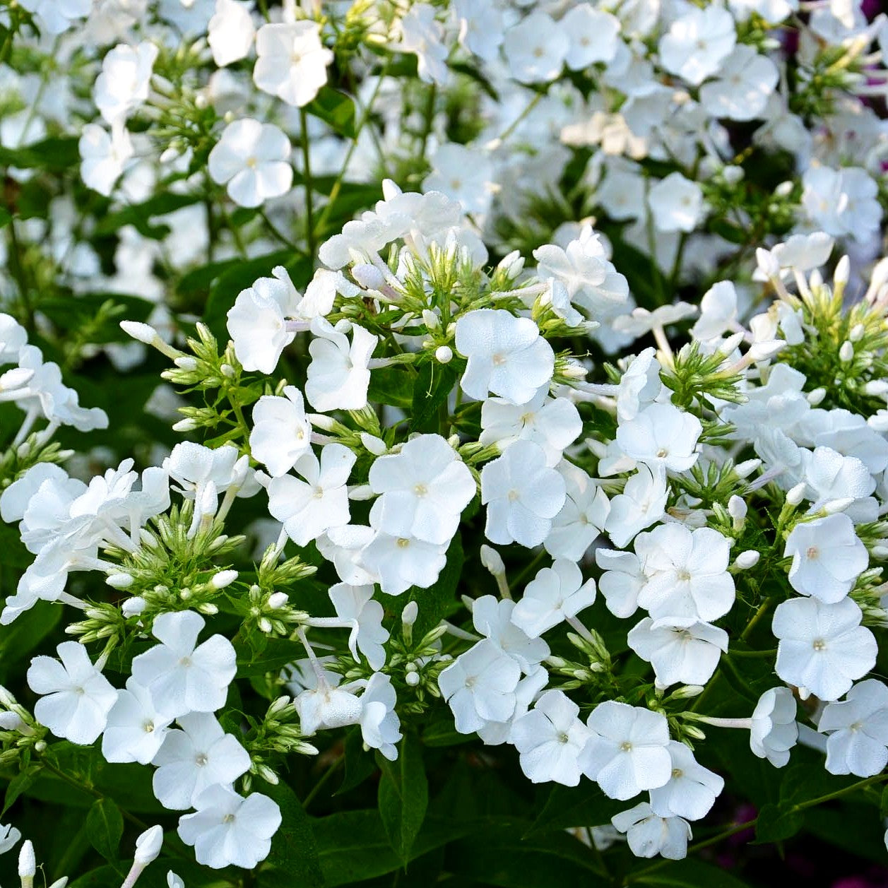 Großblättrige Flammenblume 'Waupee' (Phlox paniculata)