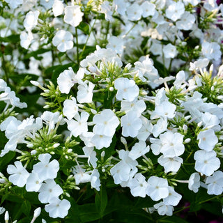 Großblättrige Flammenblume 'Waupee' (Phlox paniculata)