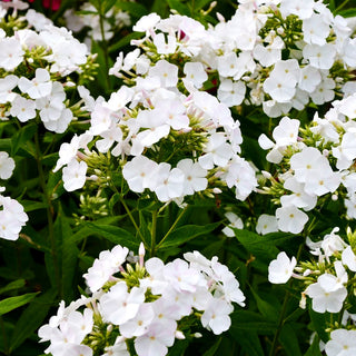Großblättrige Flammenblume 'Waupee' (Phlox paniculata)