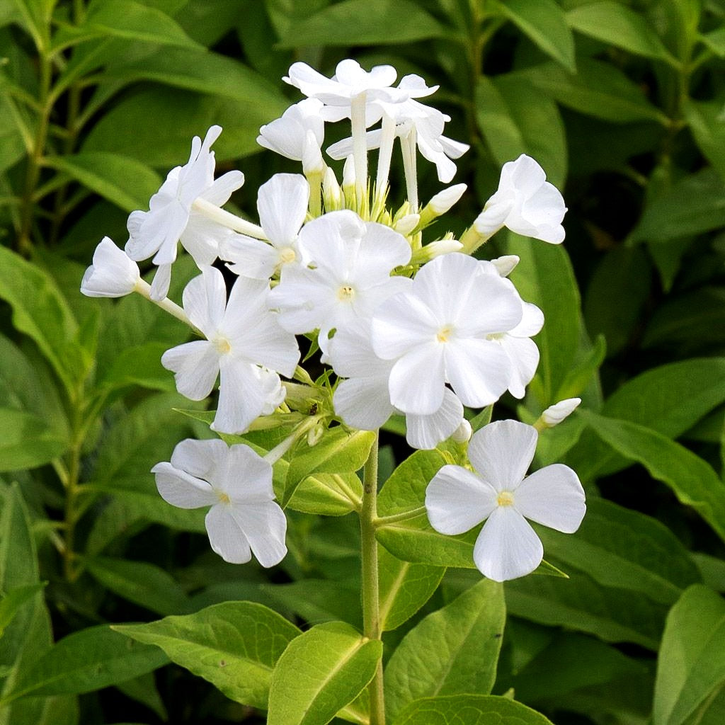 Großblättrige Flammenblume 'Weiße Wolke' (Phlox paniculata)
