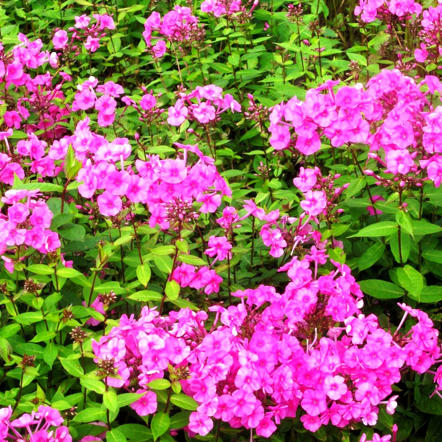 Großblättrige Flammenblume 'Winnetou' (Phlox paniculata)