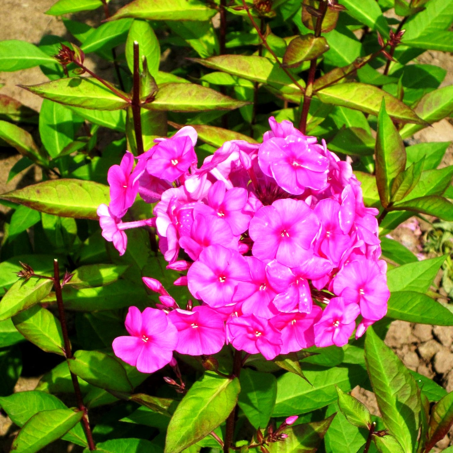Großblättrige Flammenblume 'Winnetou' (Phlox paniculata)