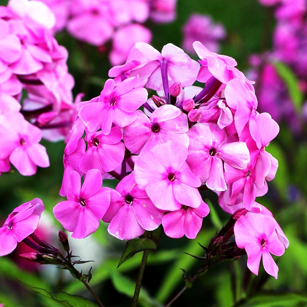 Großblättrige Flammenblume 'Winnetou' (Phlox paniculata)