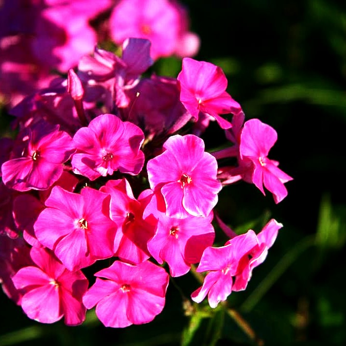Großblättrige Flammenblume 'Winnetou' (Phlox paniculata)