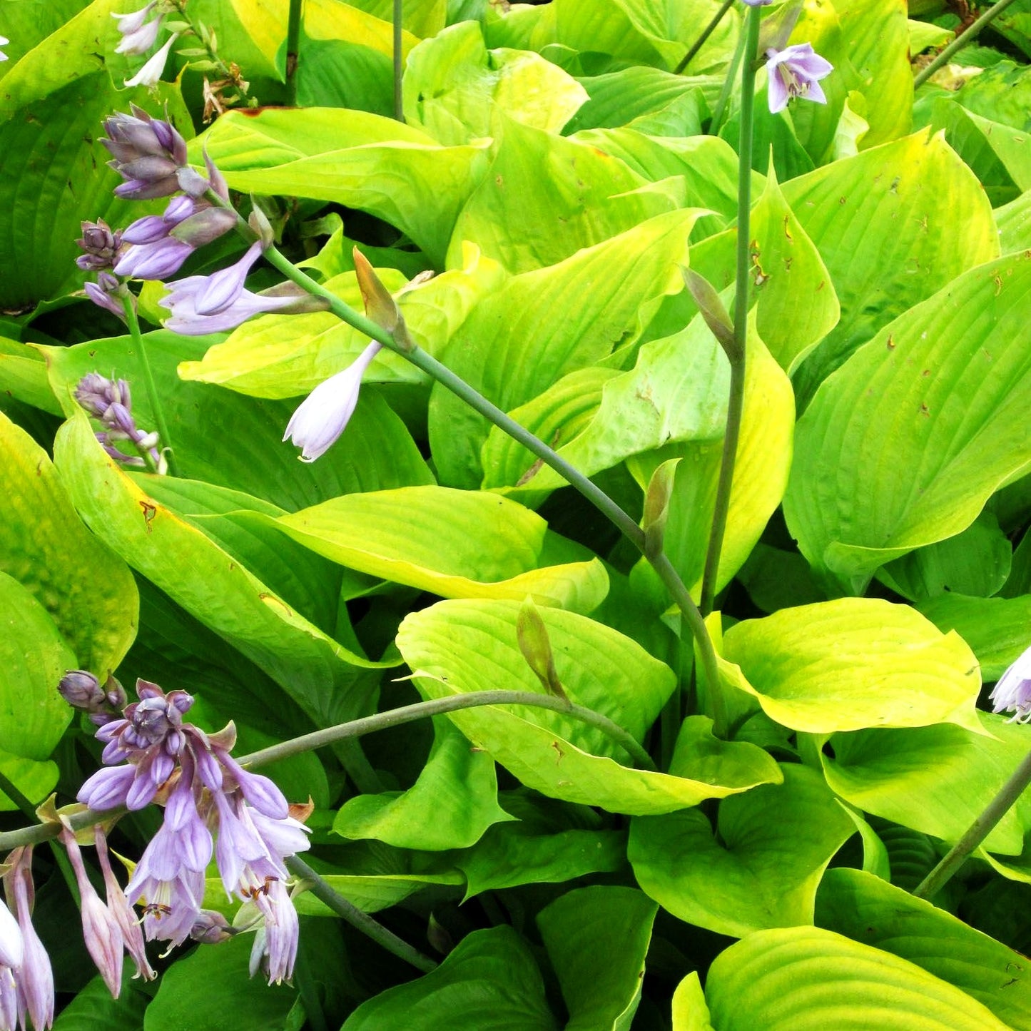 Großblättrige Funkie 'Sum and Substance' (Hosta x cult.)