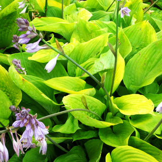 Großblättrige Funkie 'Sum and Substance' (Hosta x cult.)