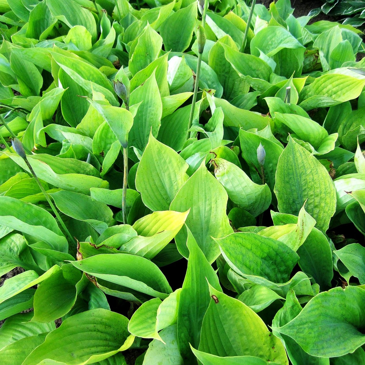 Großblättrige Funkie 'Sum and Substance' (Hosta x cult.)
