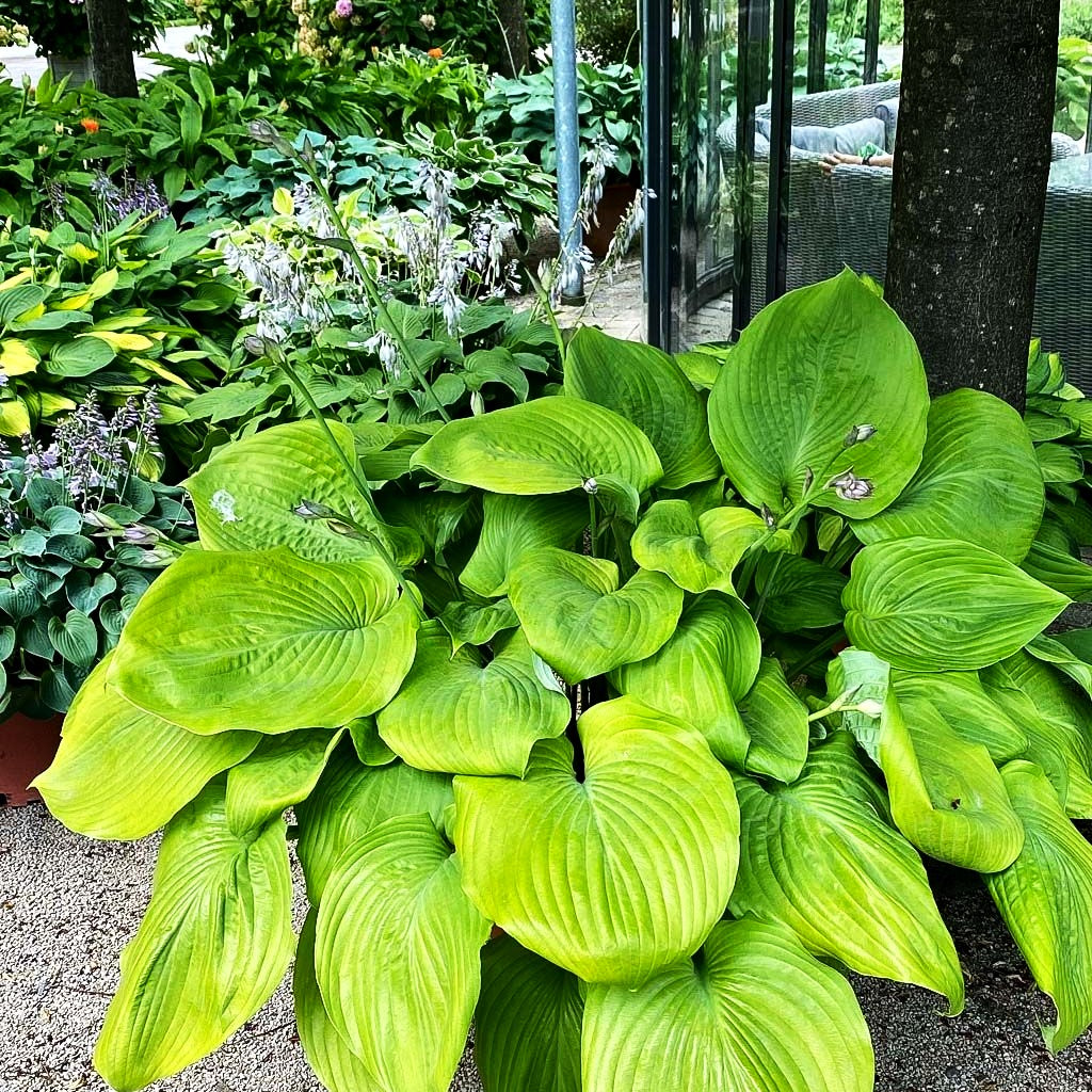 Großblättrige Funkie 'Sum and Substance' (Hosta x cult.)
