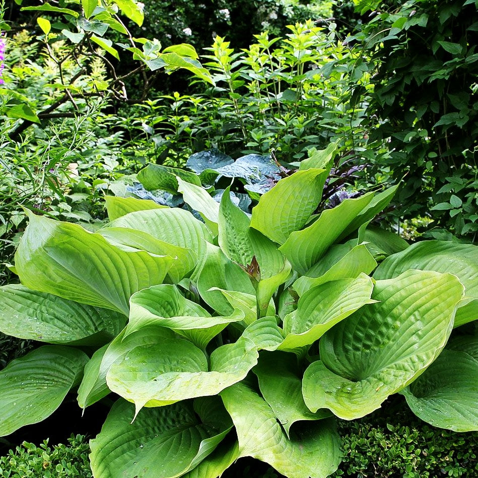 Großblättrige Funkie 'Sum and Substance' (Hosta x cult.)