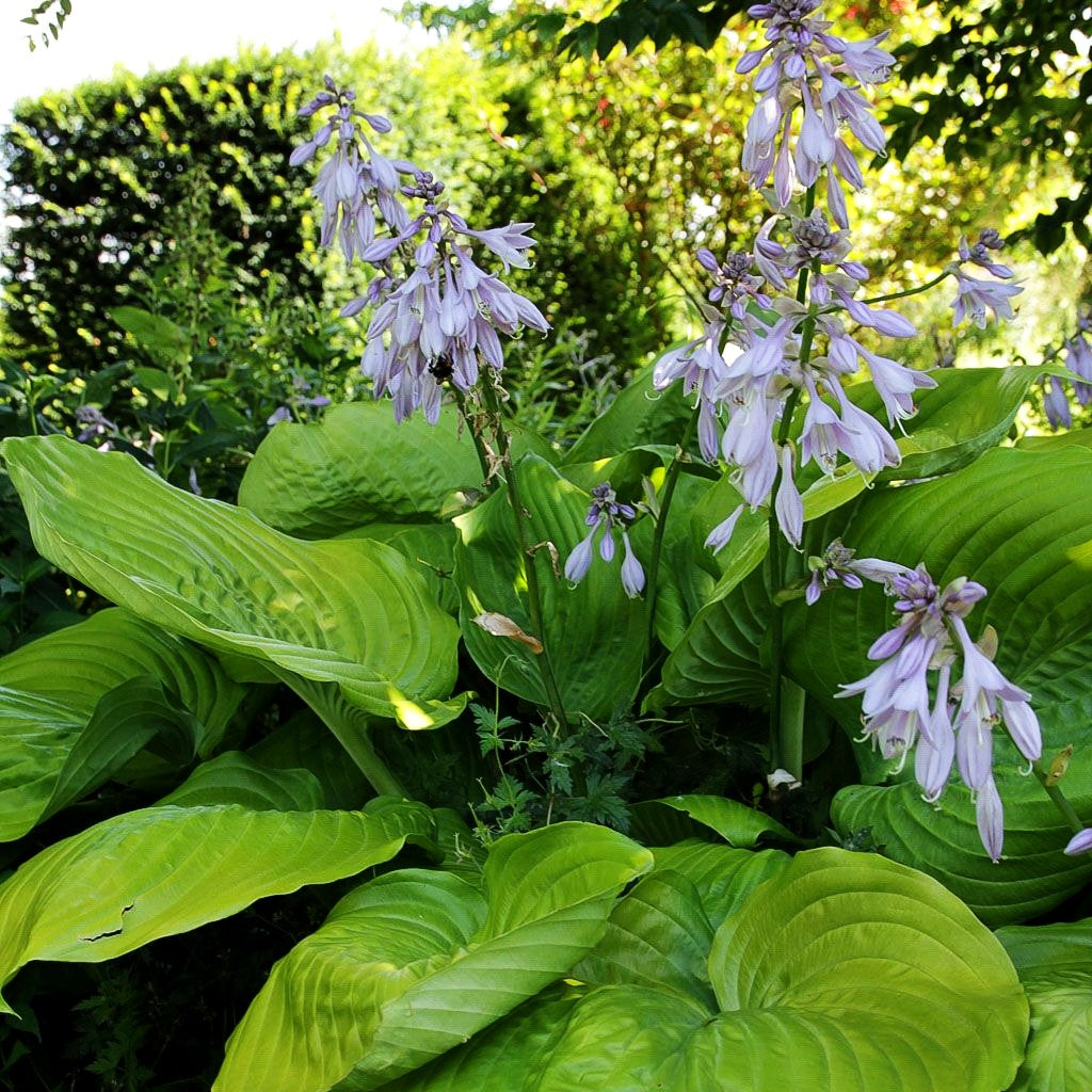 Großblättrige Funkie 'Sum and Substance' (Hosta x cult.)