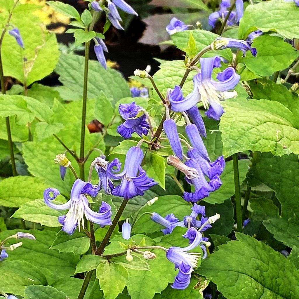 Großblättrige Waldrebe 'Cote d'Azur' (Clematis heracleifolia)