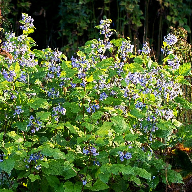 Großblättrige Waldrebe 'Cote d'Azur' (Clematis heracleifolia)