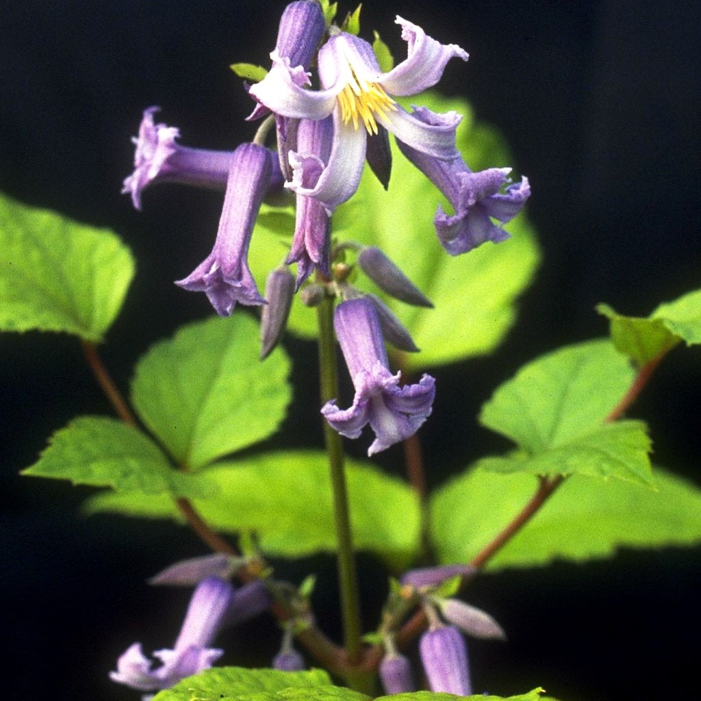 Großblättrige Waldrebe 'Cote d'Azur' (Clematis heracleifolia)