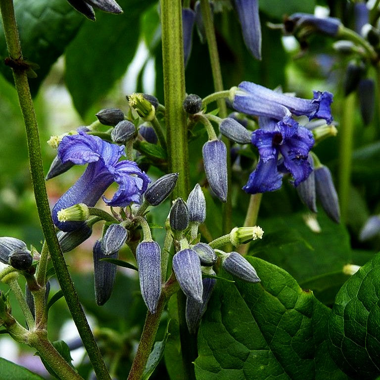Großblättrige Waldrebe 'Cote d'Azur' (Clematis heracleifolia)