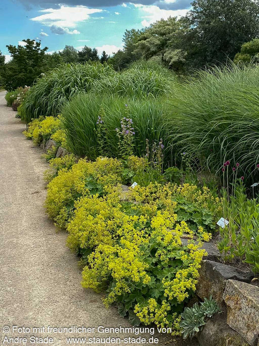 Großblättriger Frauenmantel (Alchemilla mollis)