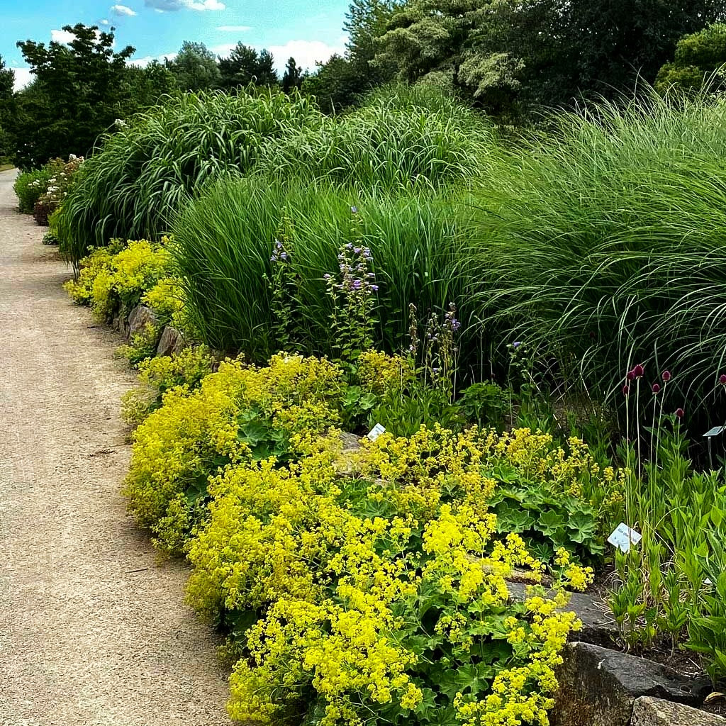 Großblättriger Frauenmantel (Alchemilla mollis)