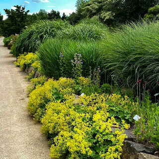 Großblättriger Frauenmantel (Alchemilla mollis)