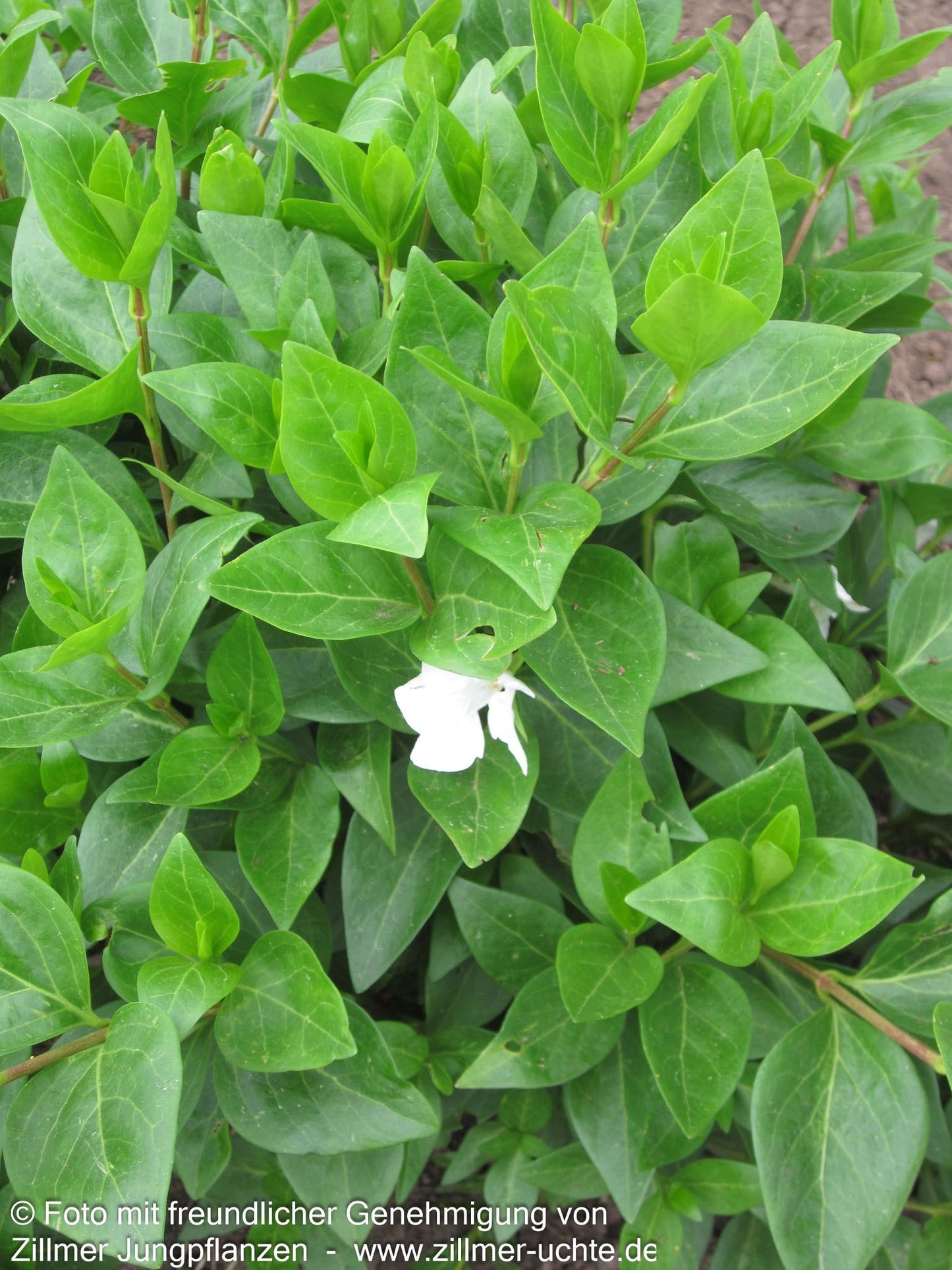 Großblättriges Immergrün 'Alba' (Vinca major)