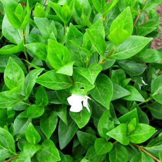 Großblättriges Immergrün 'Alba' (Vinca major)