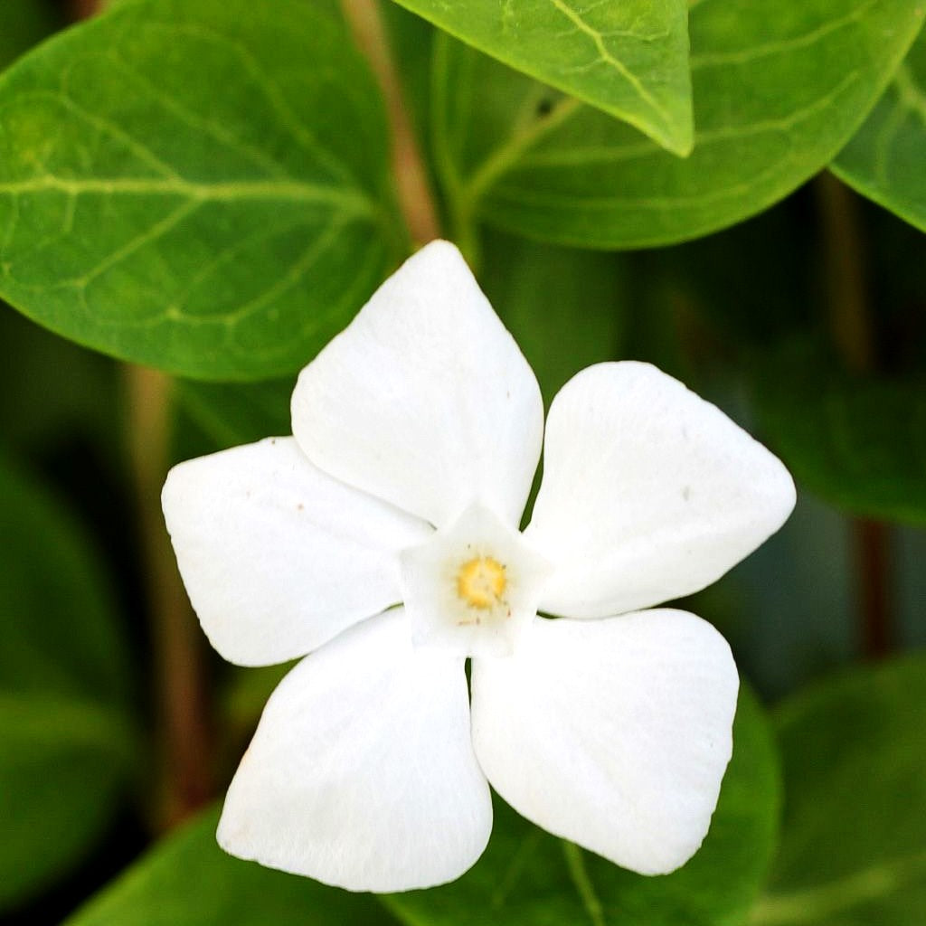 Großblättriges Immergrün 'Alba' (Vinca major)