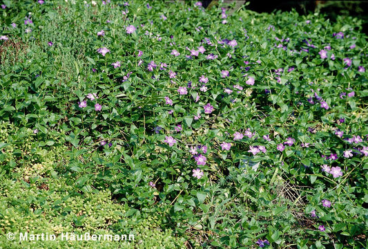Großblättriges Immergrün (Vinca major)
