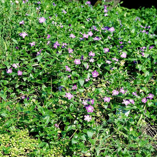 Großblättriges Immergrün (Vinca major)