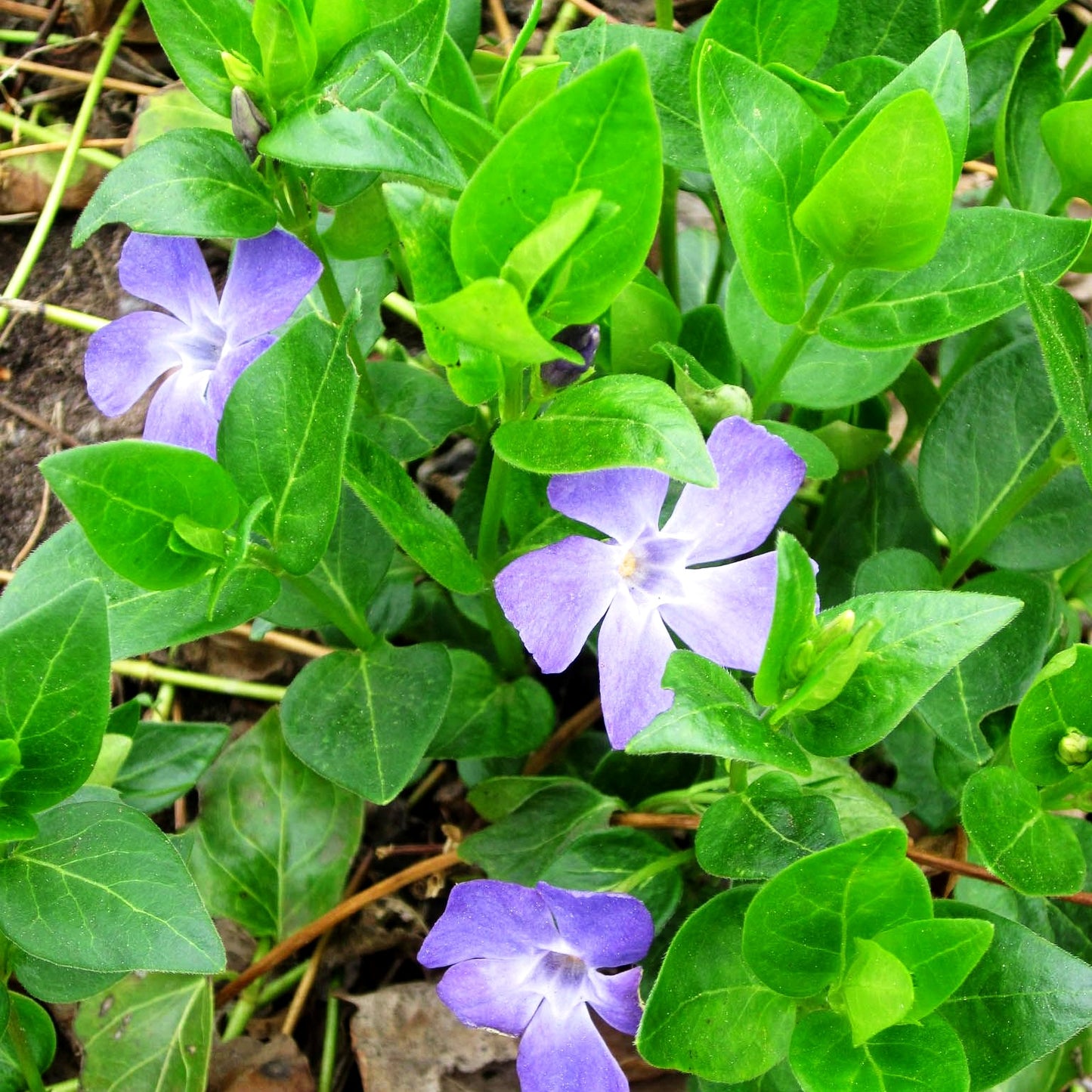 Großblättriges Immergrün (Vinca major)