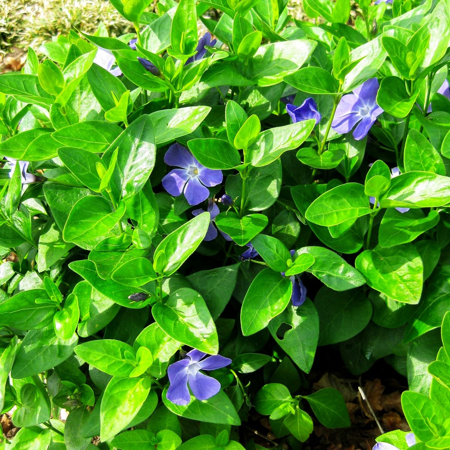 Großblättriges Immergrün (Vinca major)