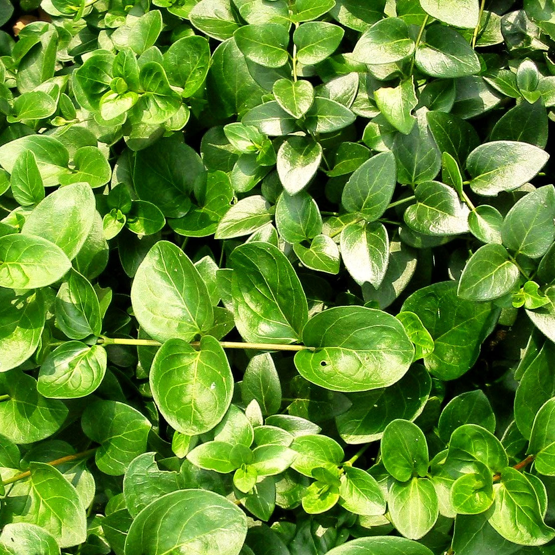 Großblättriges Immergrün (Vinca major)