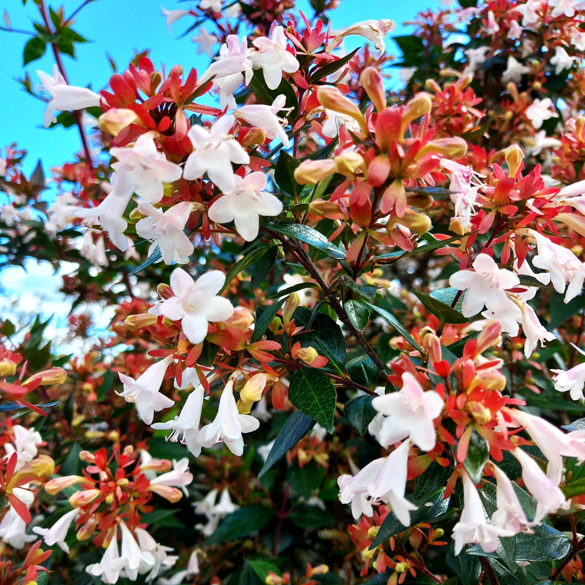 Großblütige Abelie (Abelia x grandiflora)