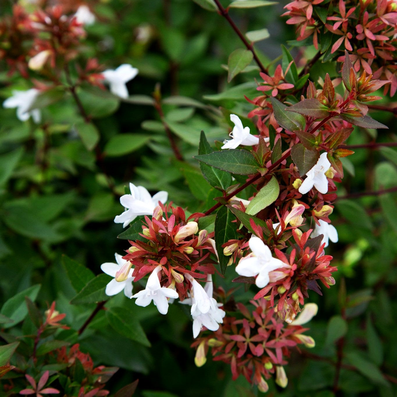Großblütige Abelie (Abelia x grandiflora)